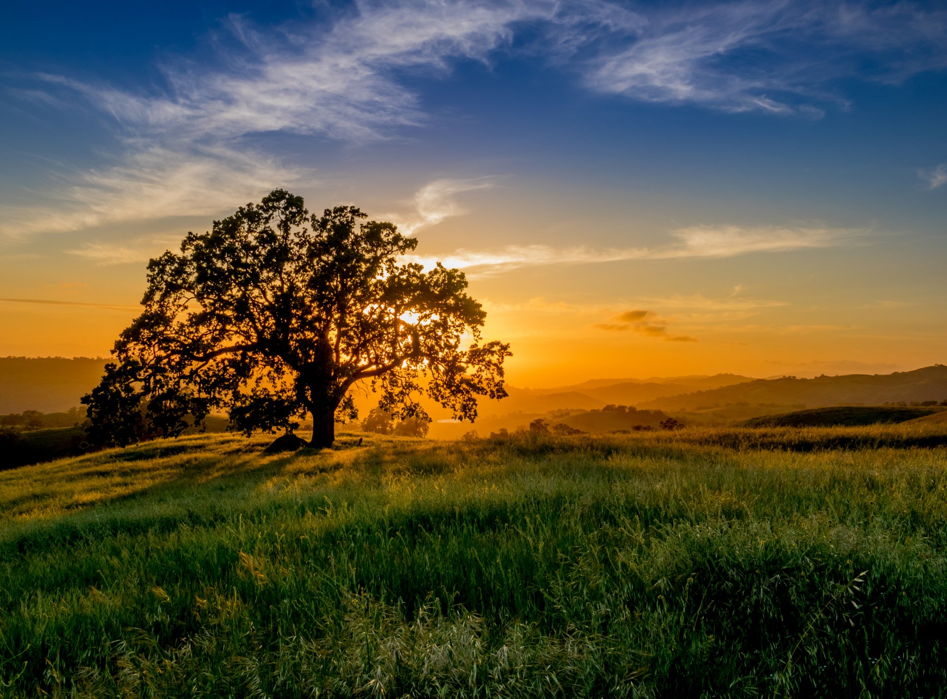 tramonto albero raggi sole prato erba. orizzonte