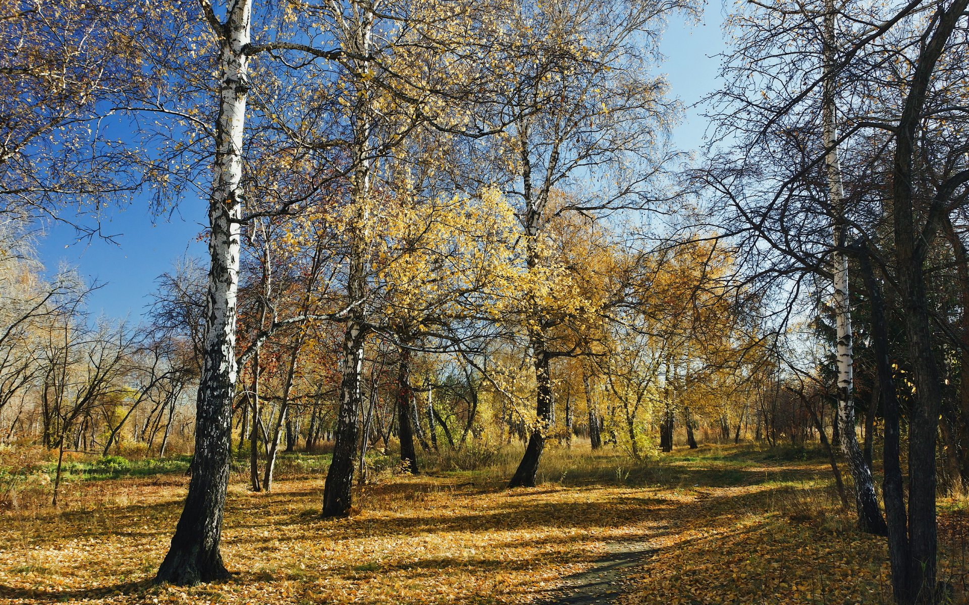 forest autumn nature