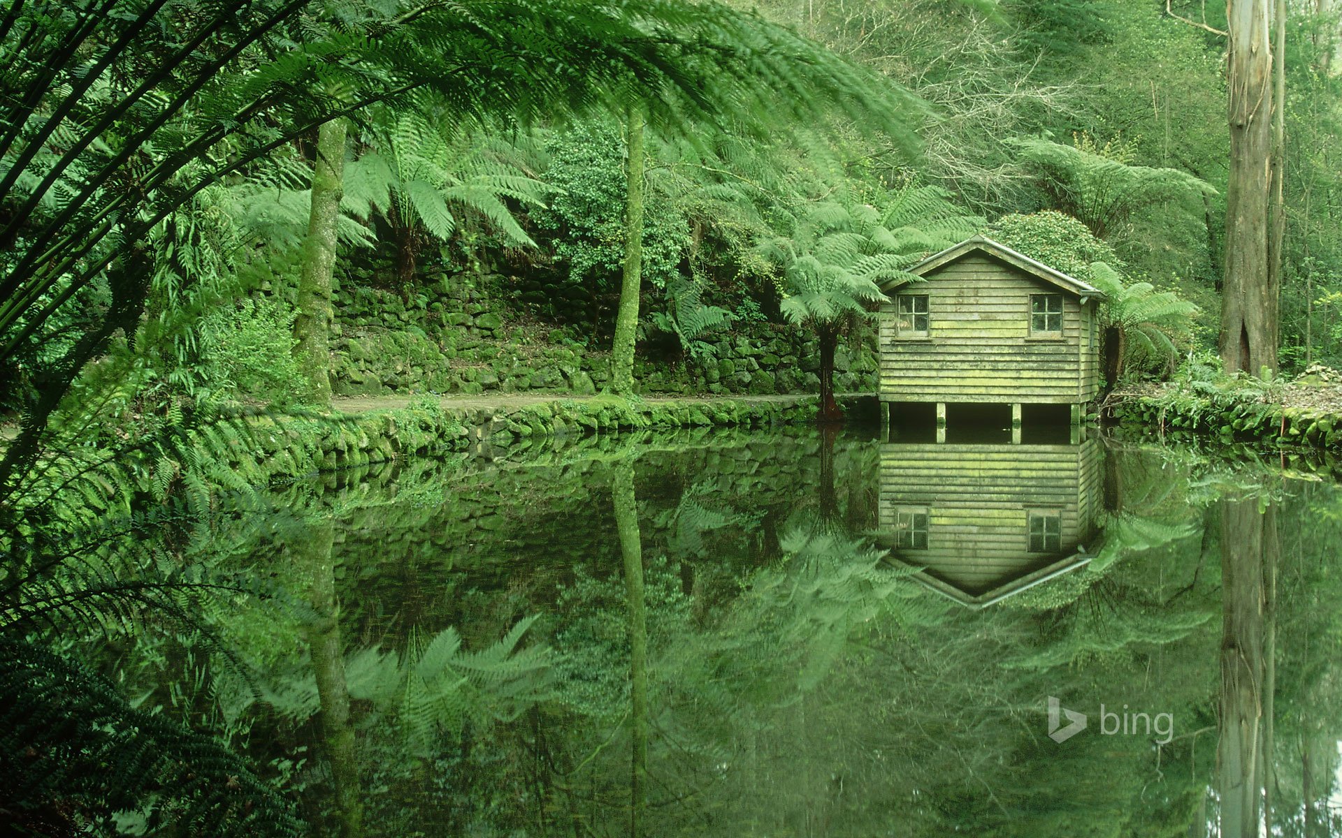 dandenong victoria australia foresta boschetti alberi lago lodge