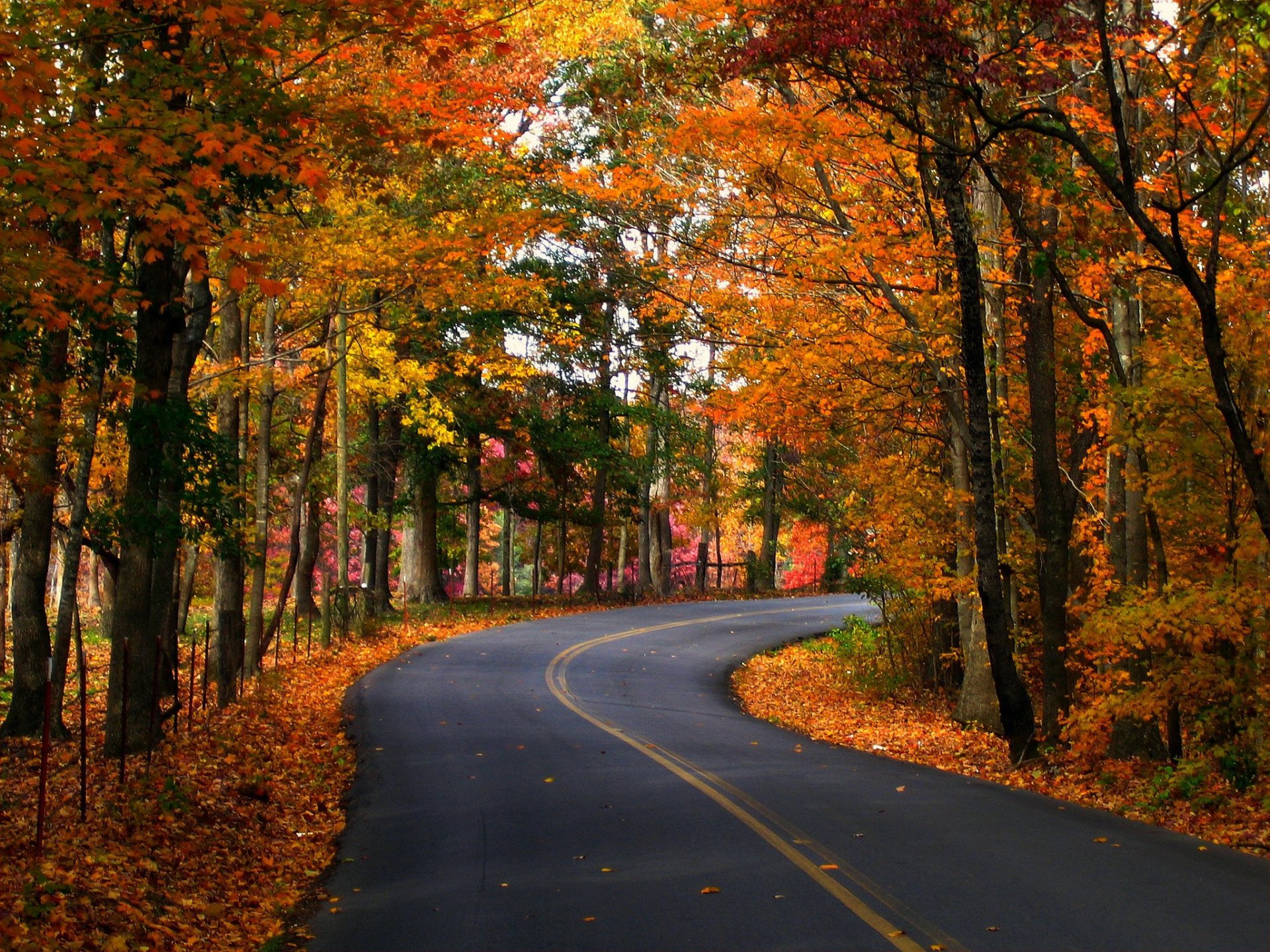 otoño camino árboles hojas naturaleza foto