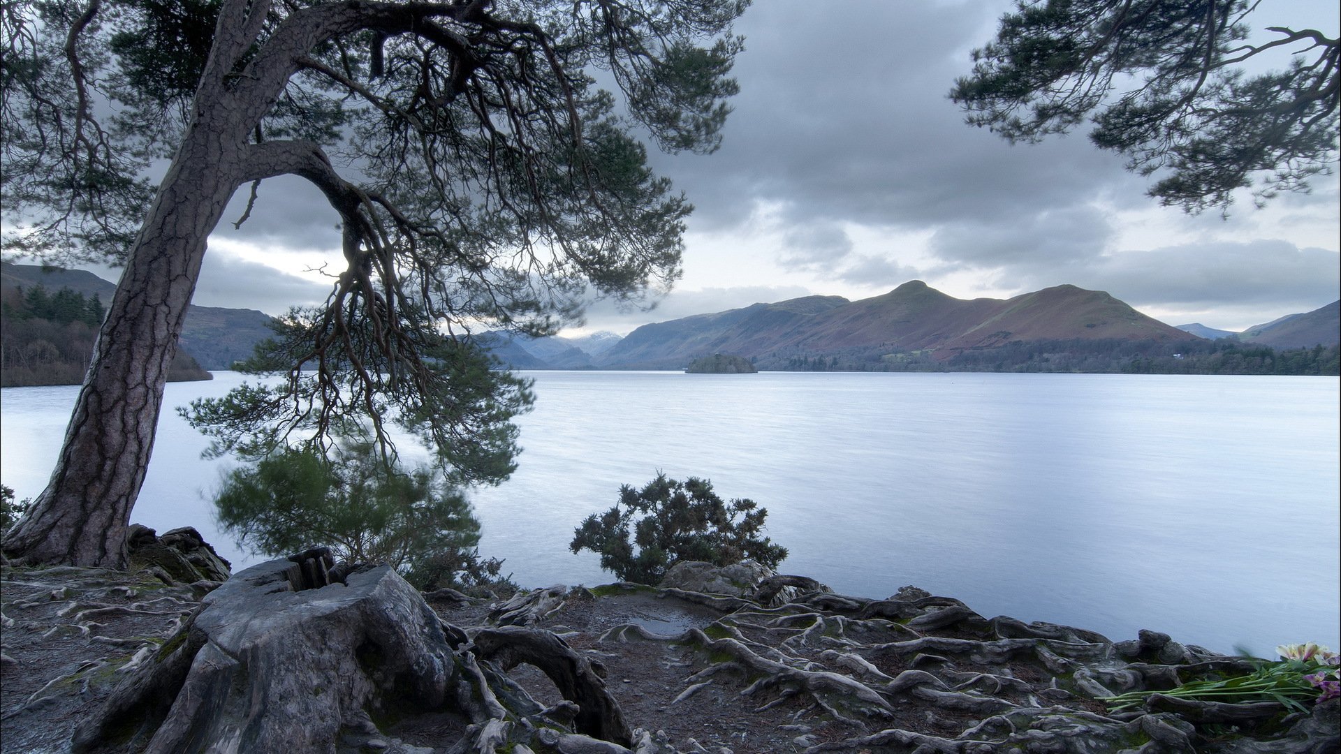 lago árbol paisaje