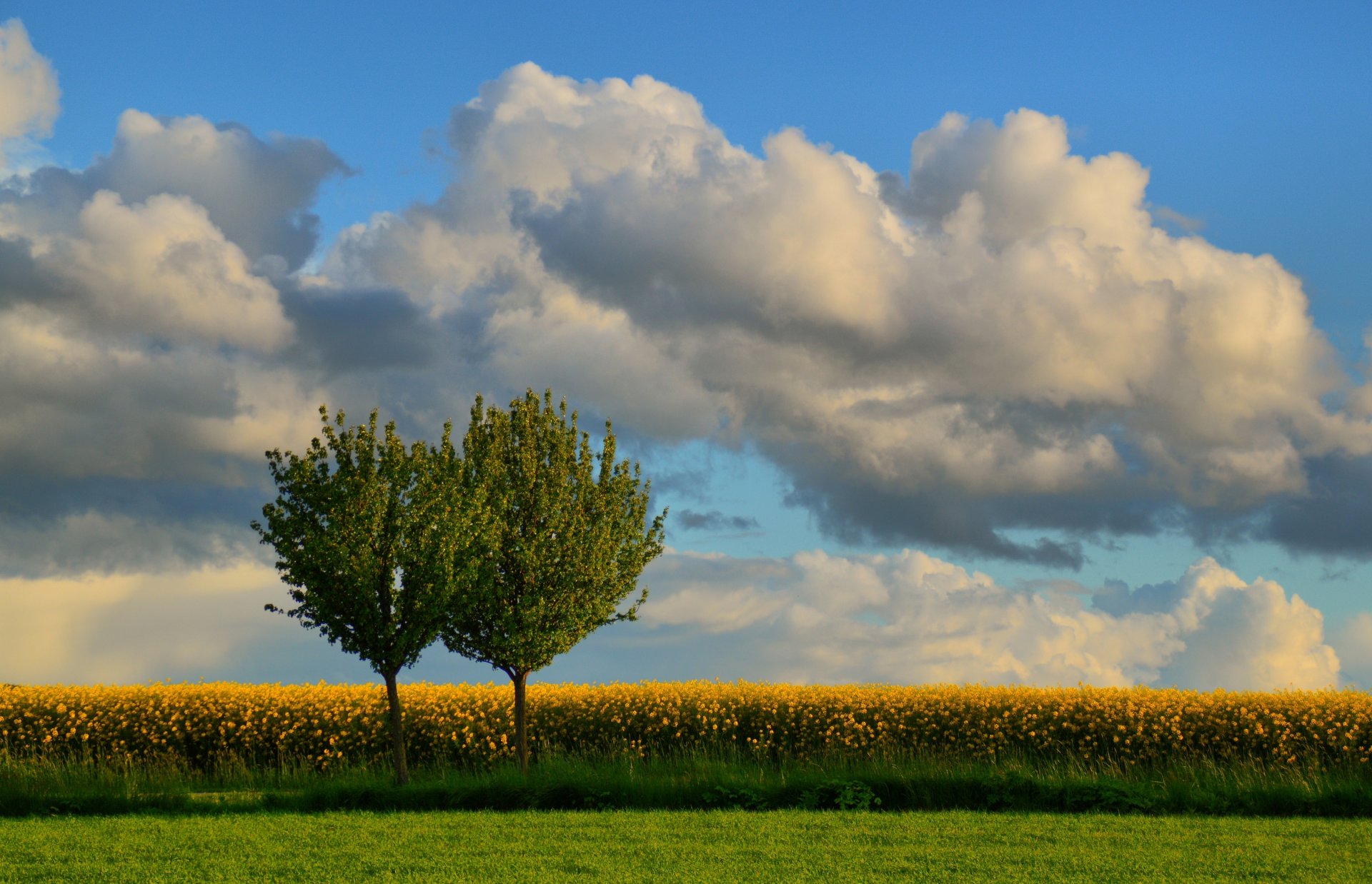 denmark tree the field rapeseed