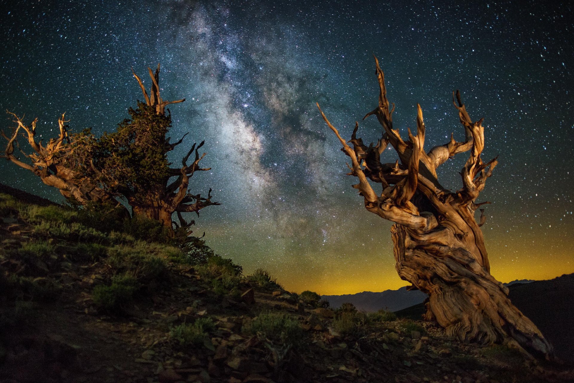 tree night sky canyon landscape