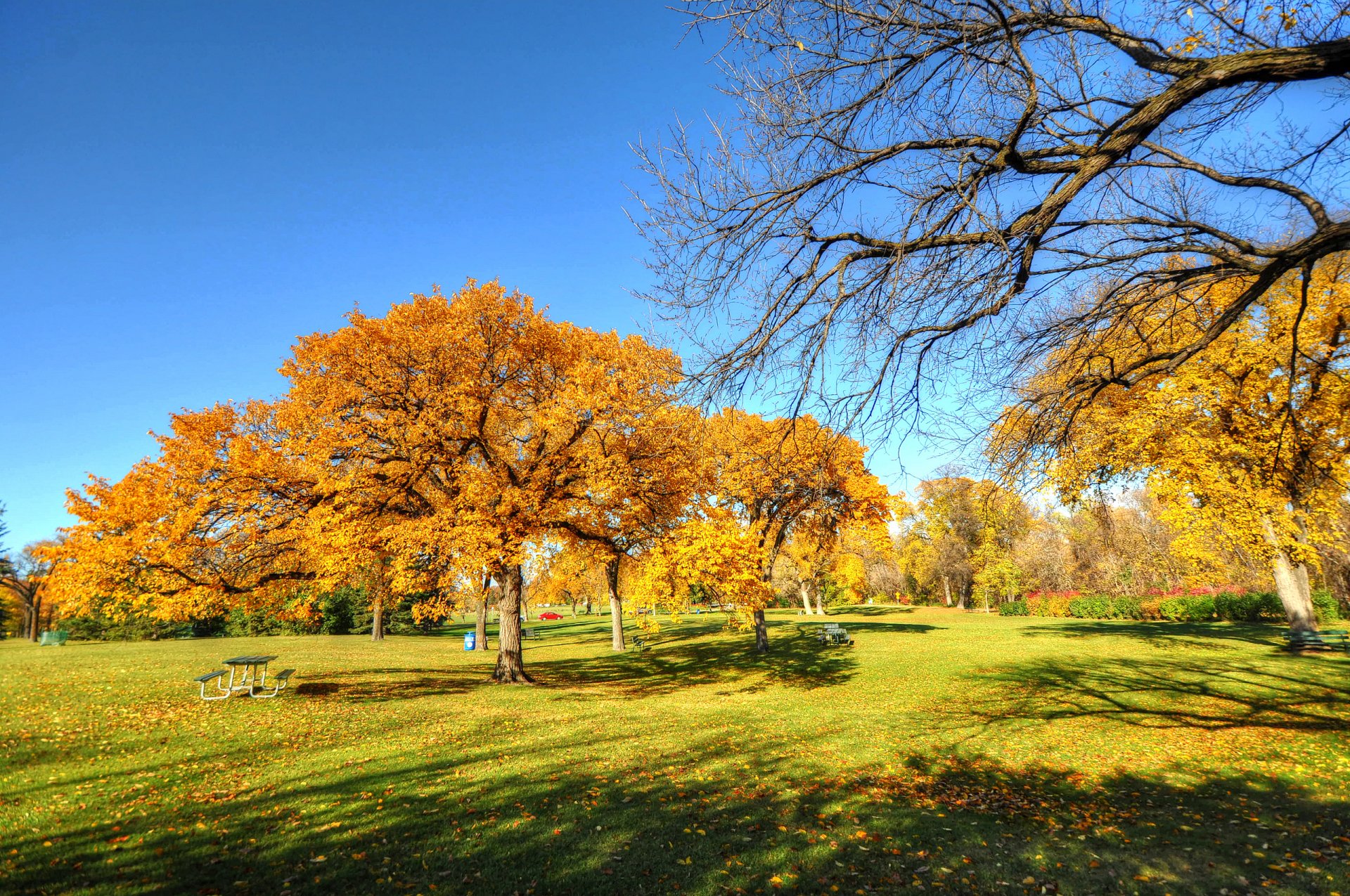 cielo parco alberi autunno panchina