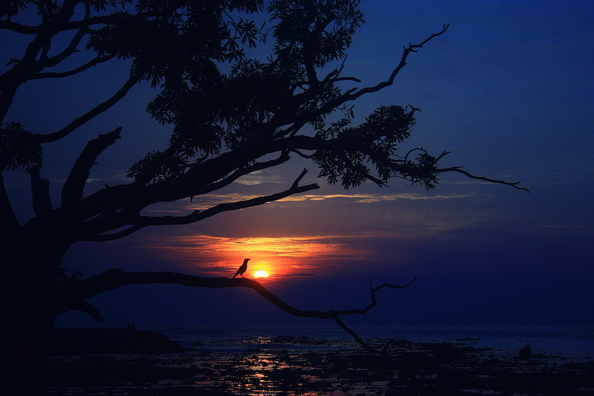 ciel nuages coucher de soleil mer arbre oiseau