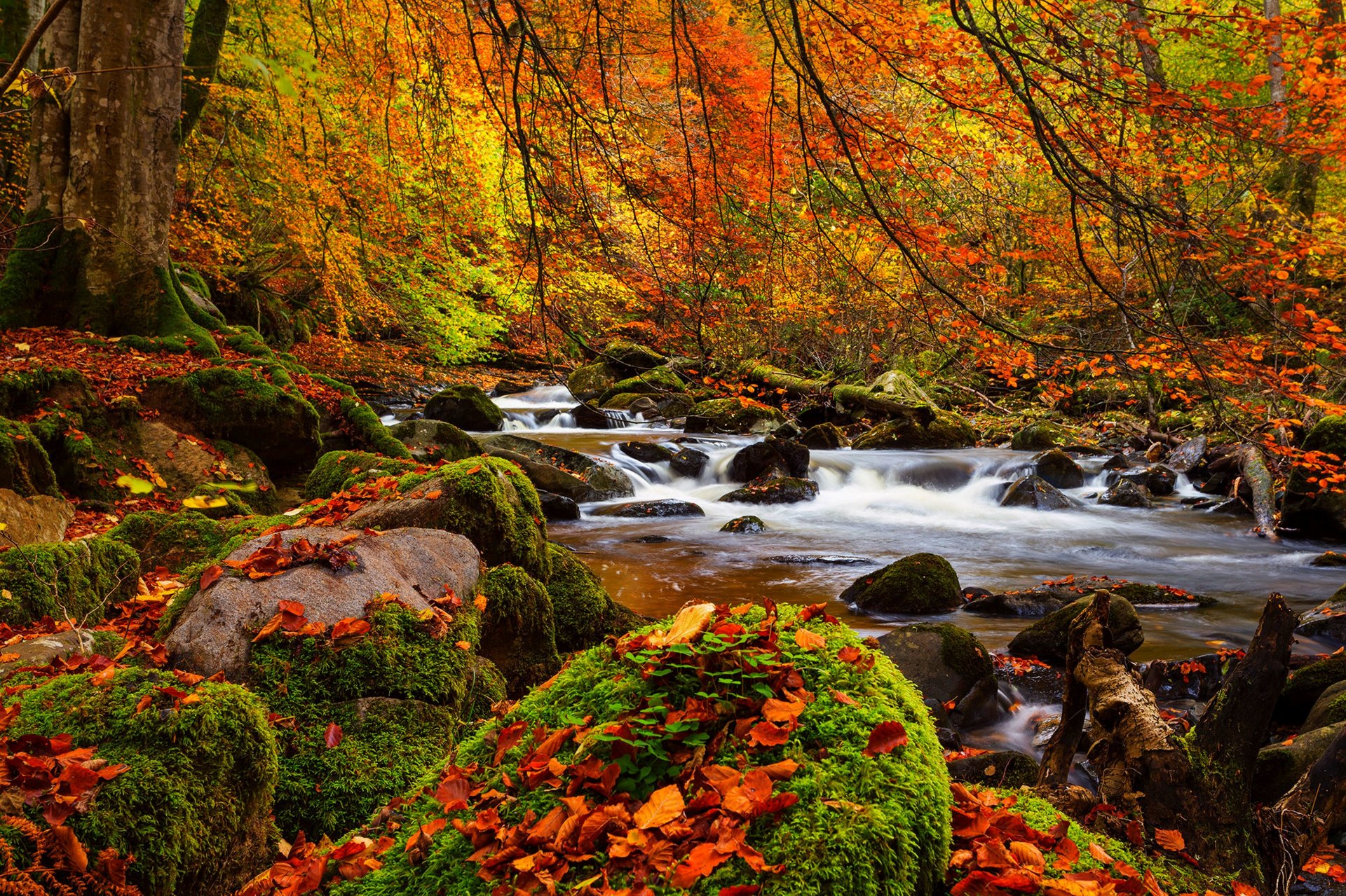 nature landscape forest trees autumn river autumn view