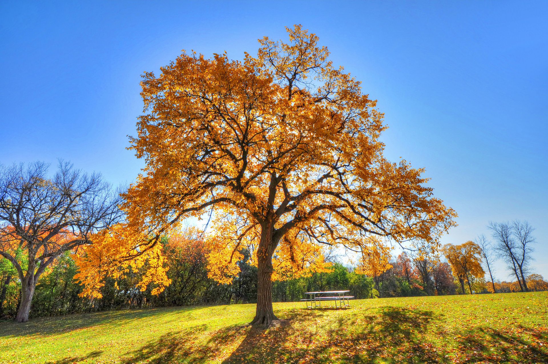 ciel parc arbre herbe automne table banc