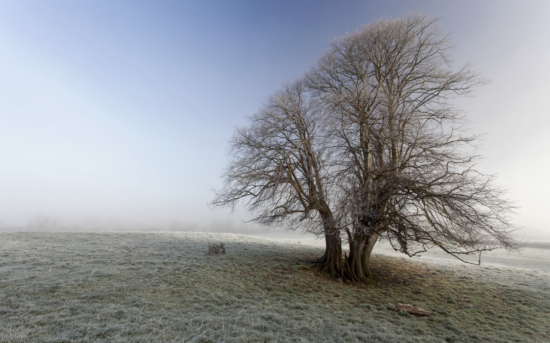 the field tree frost