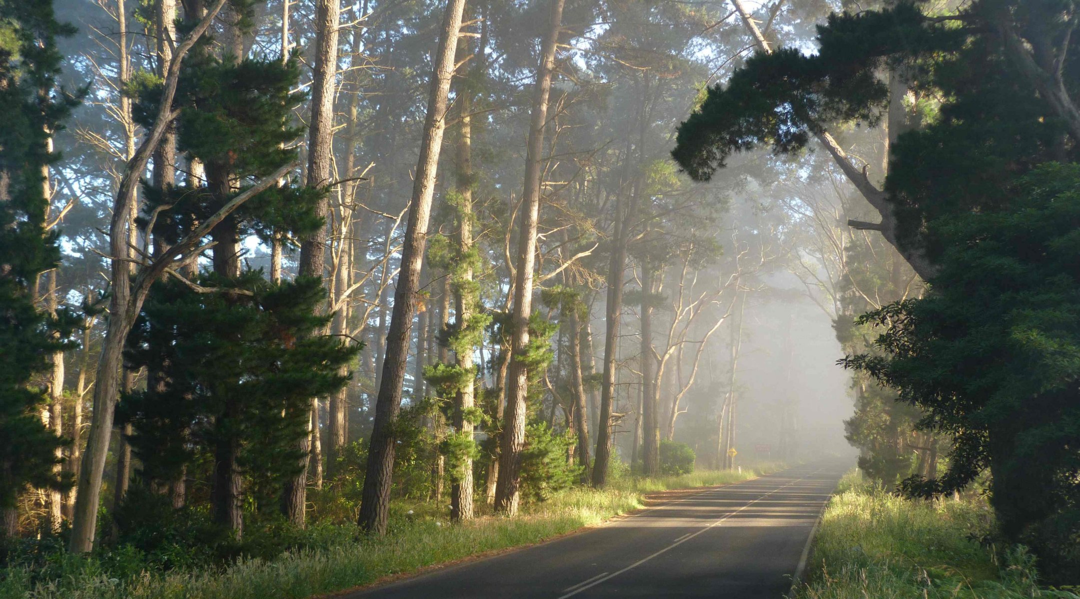 carretera bosque paisaje naturaleza