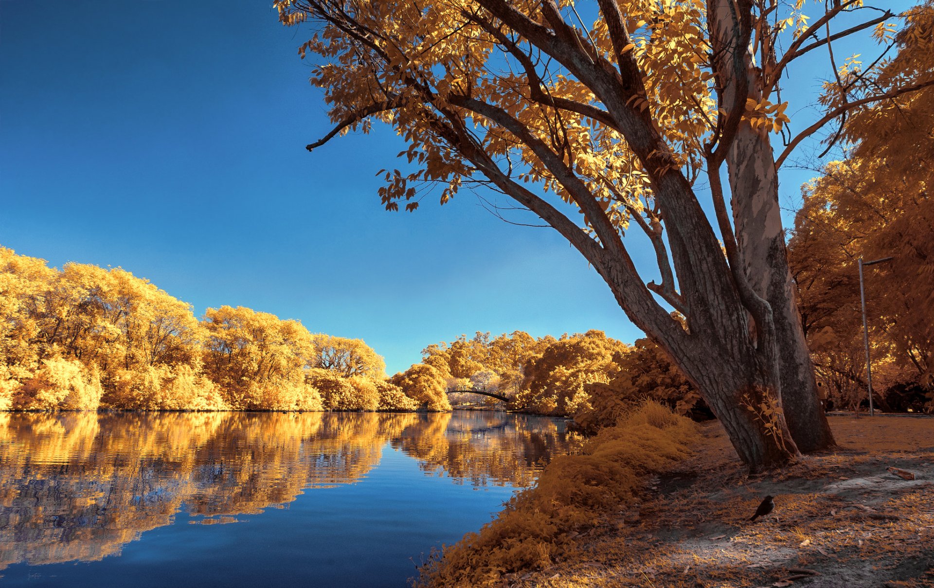 park teich bäume herbst himmel