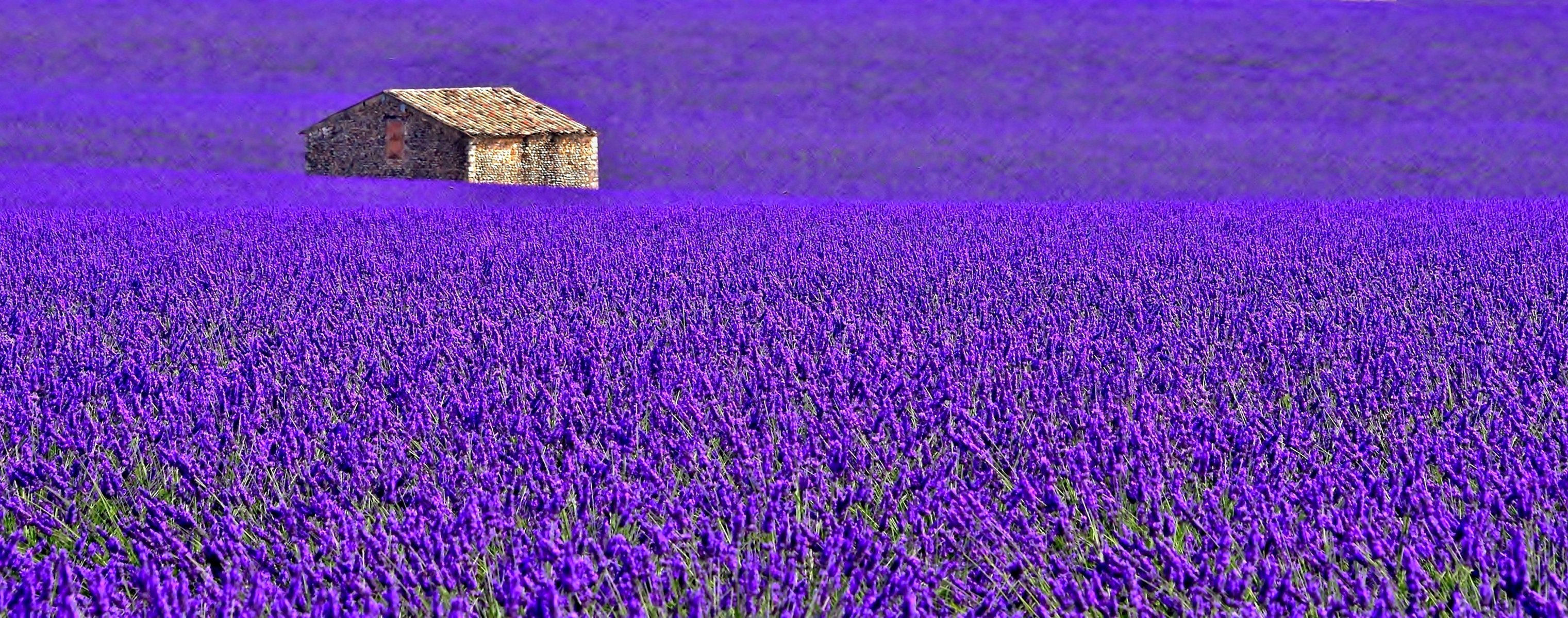 france provence fleurs lavande maison plantation champ prairie