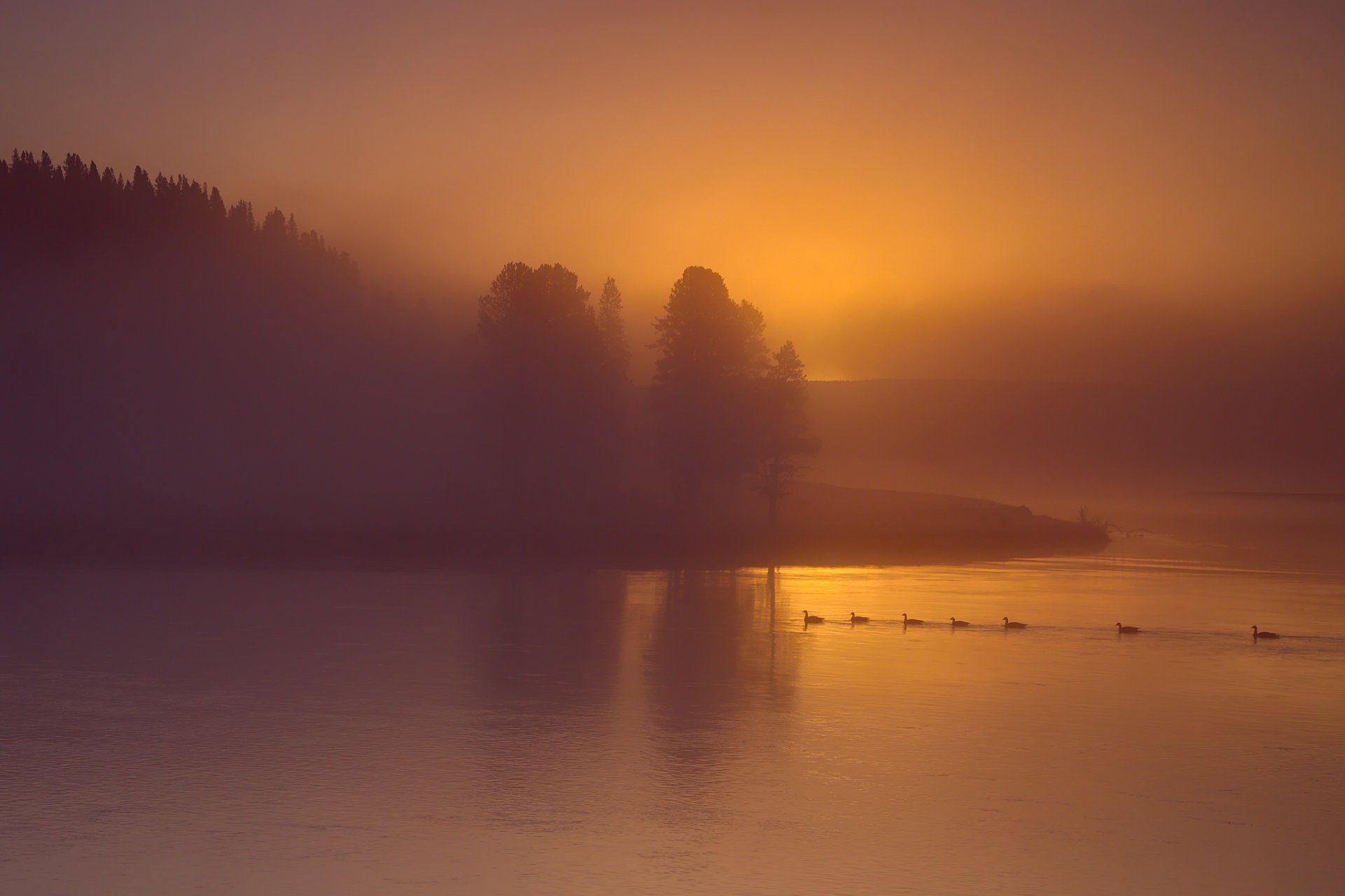 cielo nebbia fiume alberi anatre