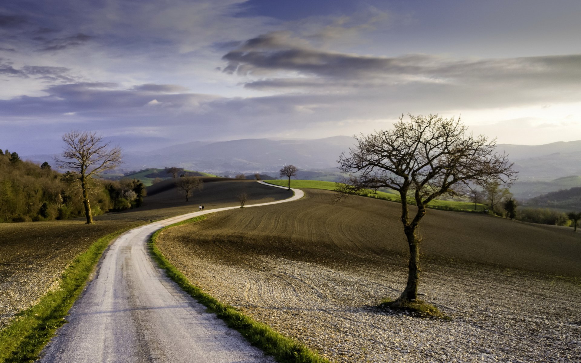 the field road landscape