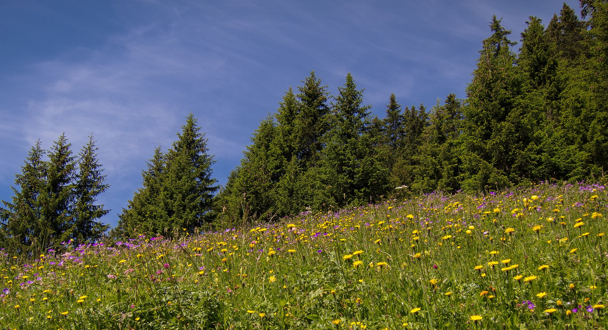 eggenschwand schweiz wiese blumen bäume