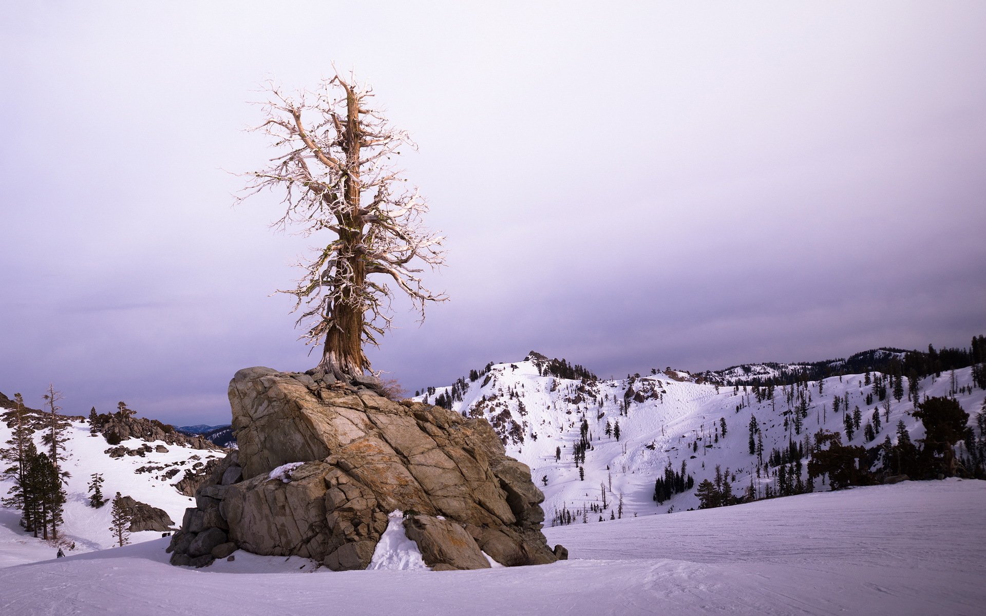 hiver arbre paysage