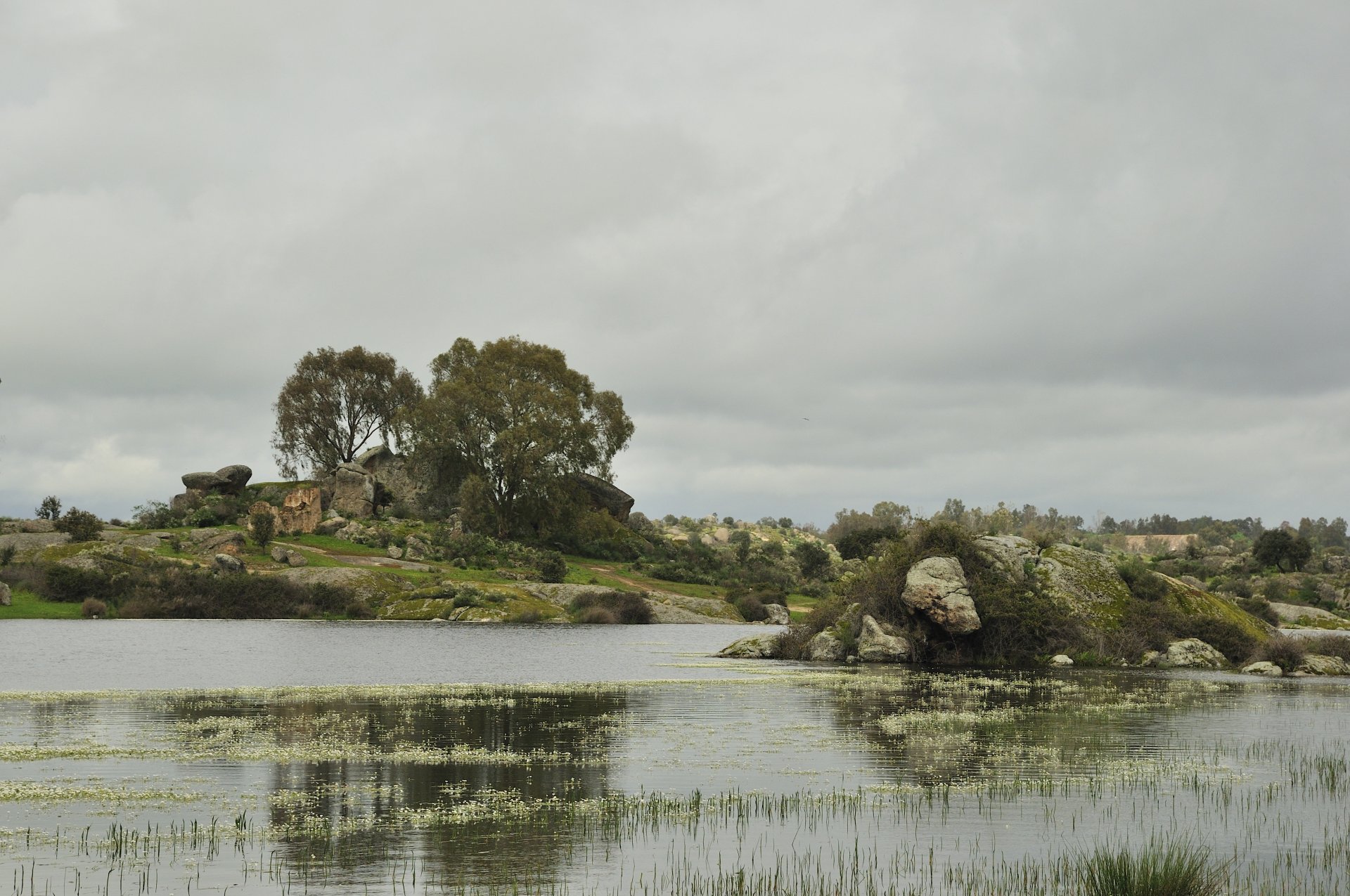 fluss wasserläufer steine bäume