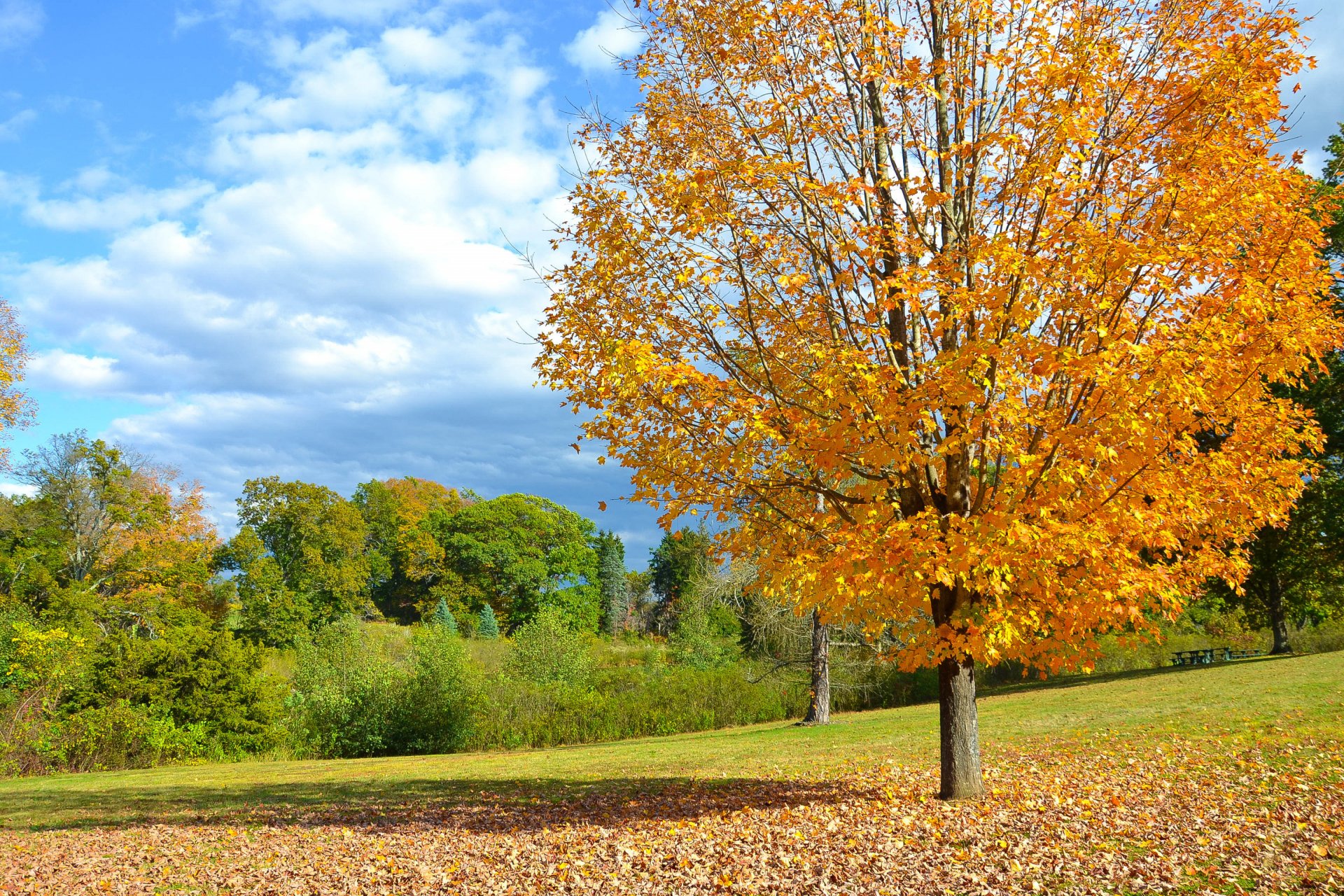 automne arbre champ feuilles