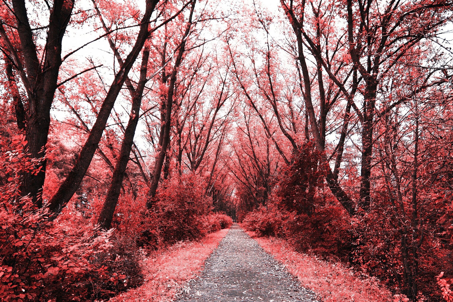 natura foresta autunno fogliame foglie