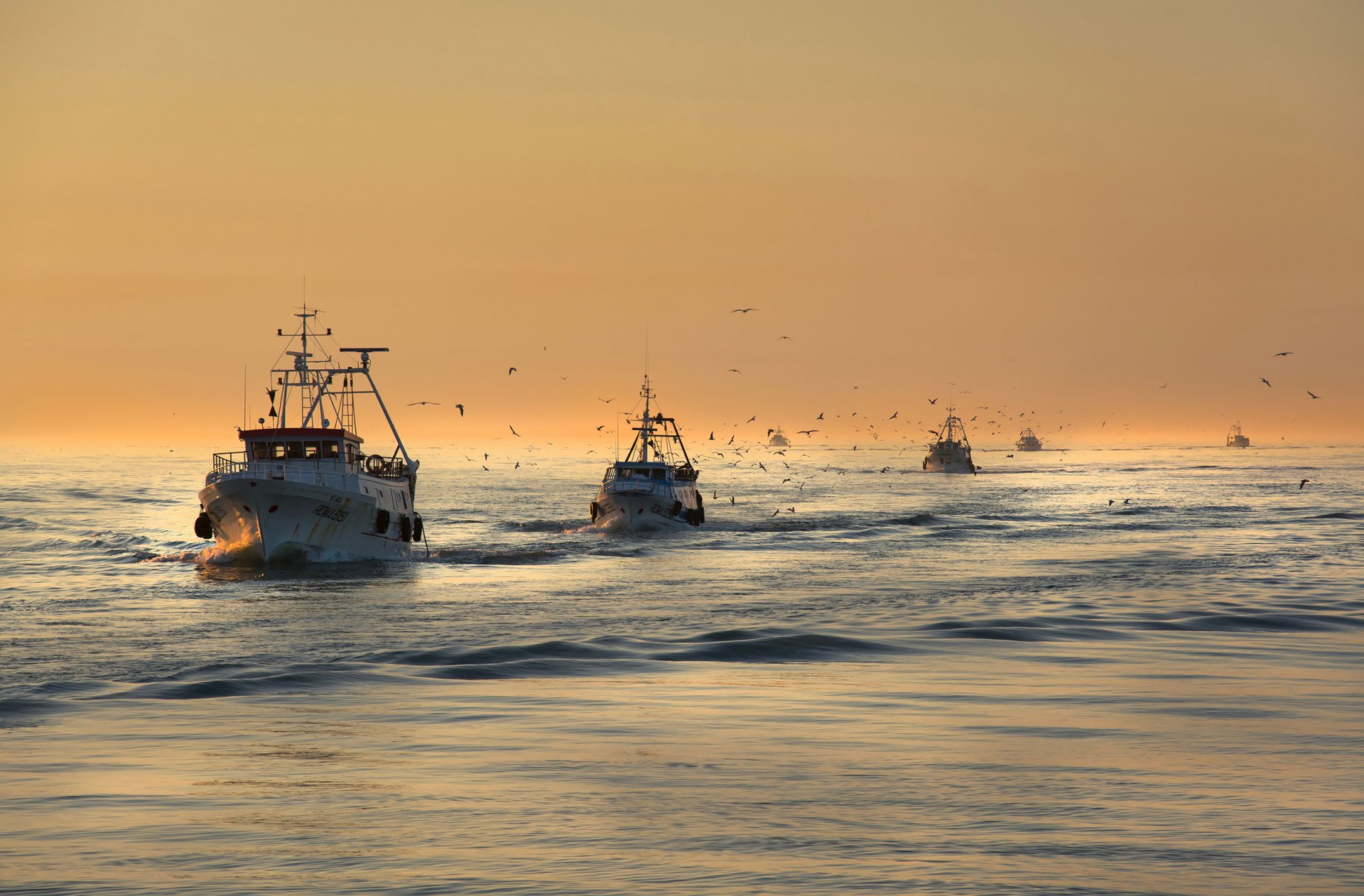 mar barcos pesca aves gaviotas mañana