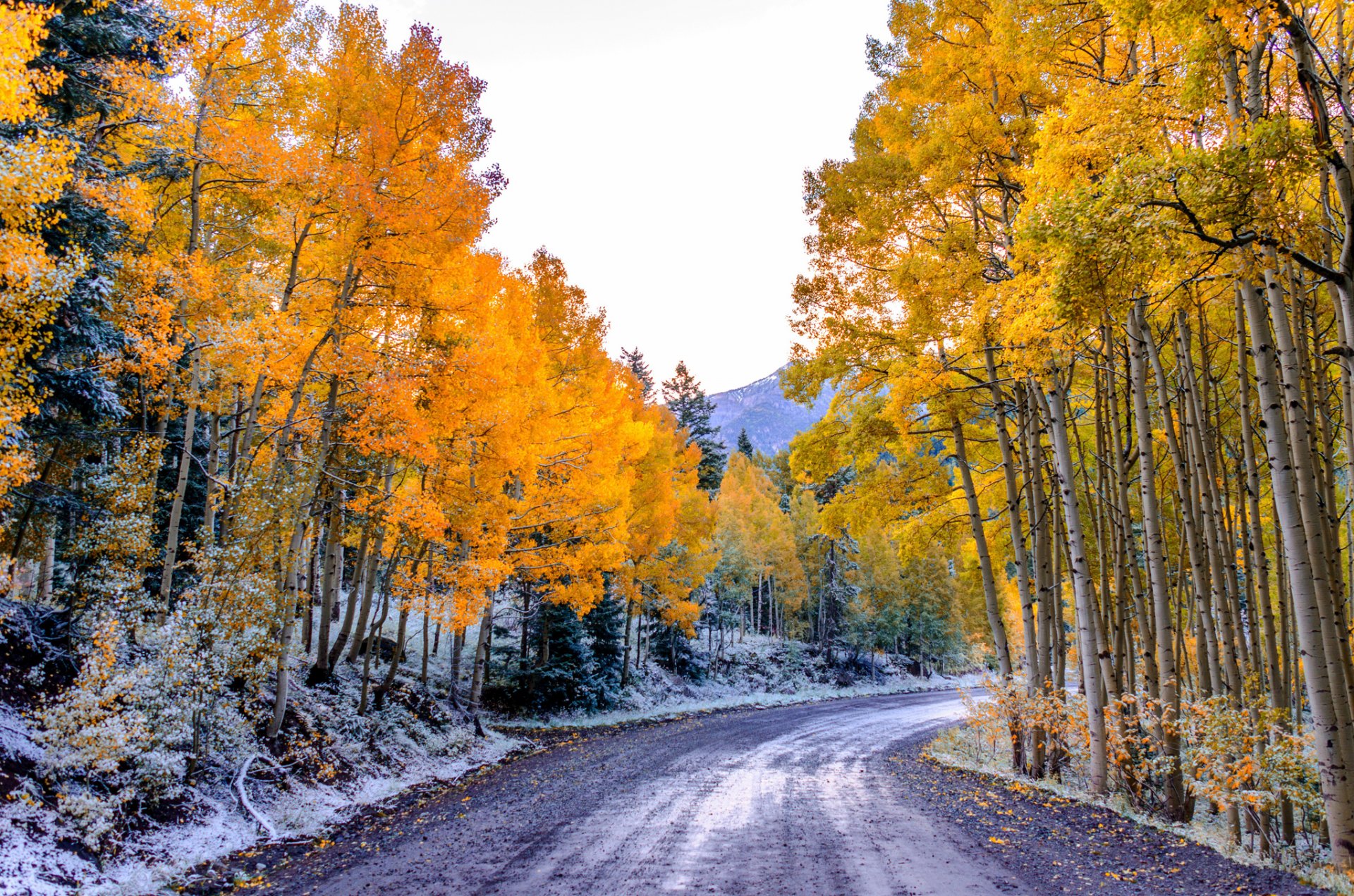 aspen colorado usa sky mountains forest road aspen leaves autumn tree