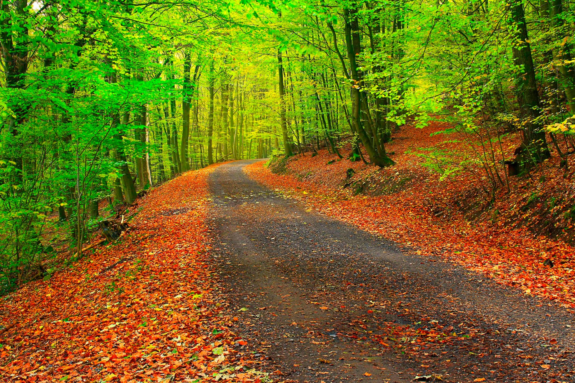 straße wald herbst bäume blätter