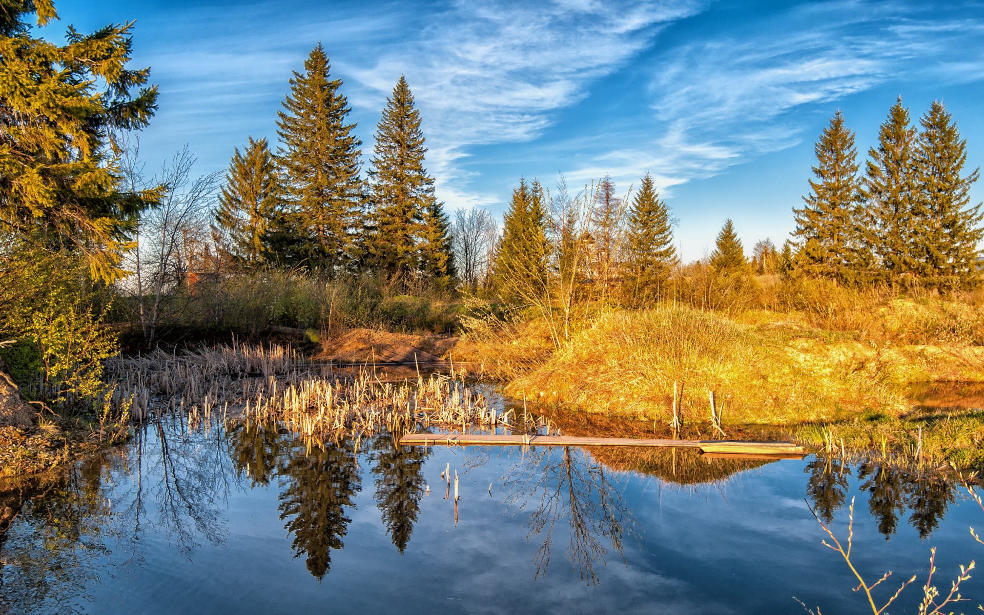 lago foresta natura paesaggio