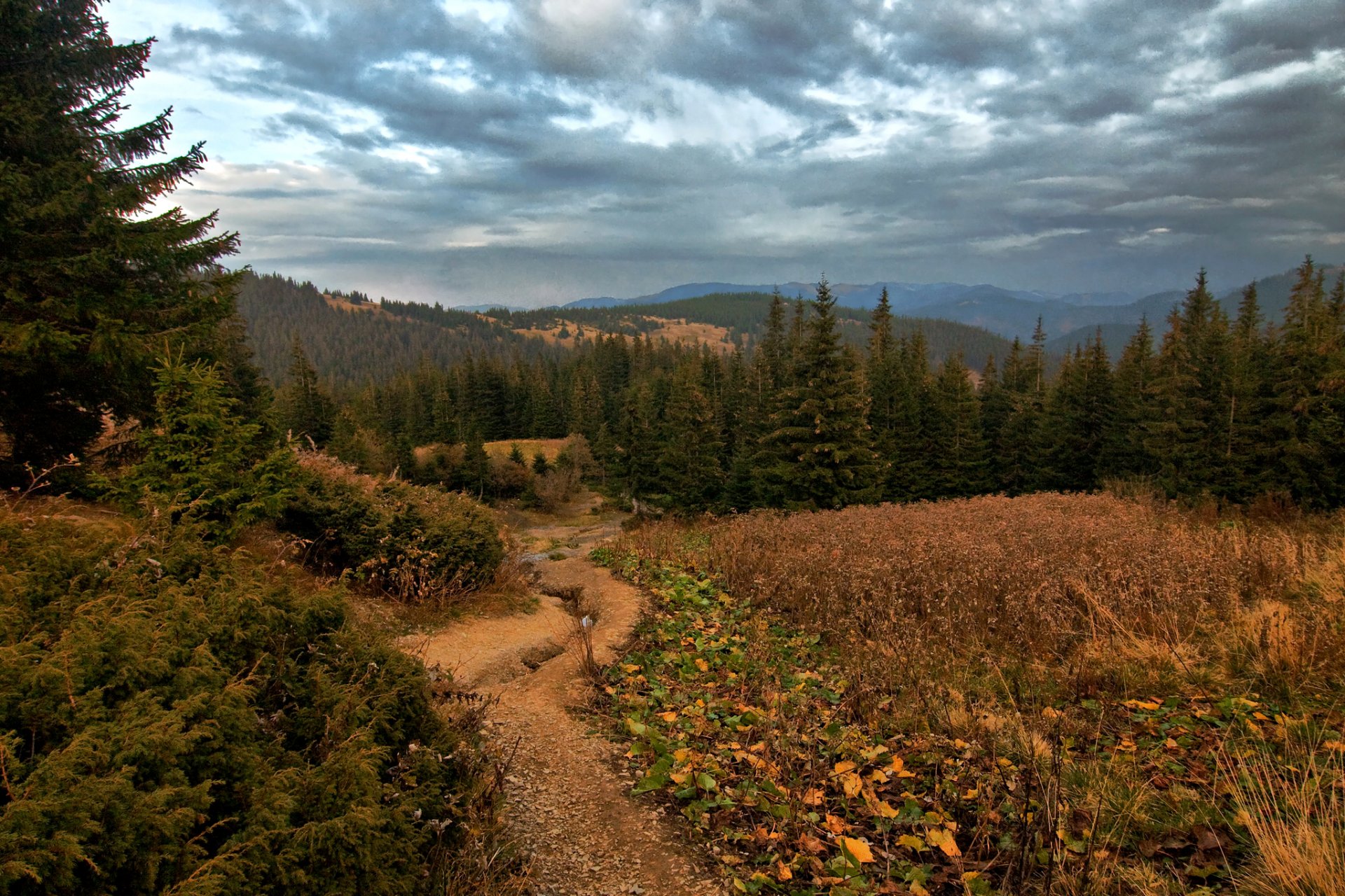 ucrania vorokhta bosque claro hierba árboles montañas nubes