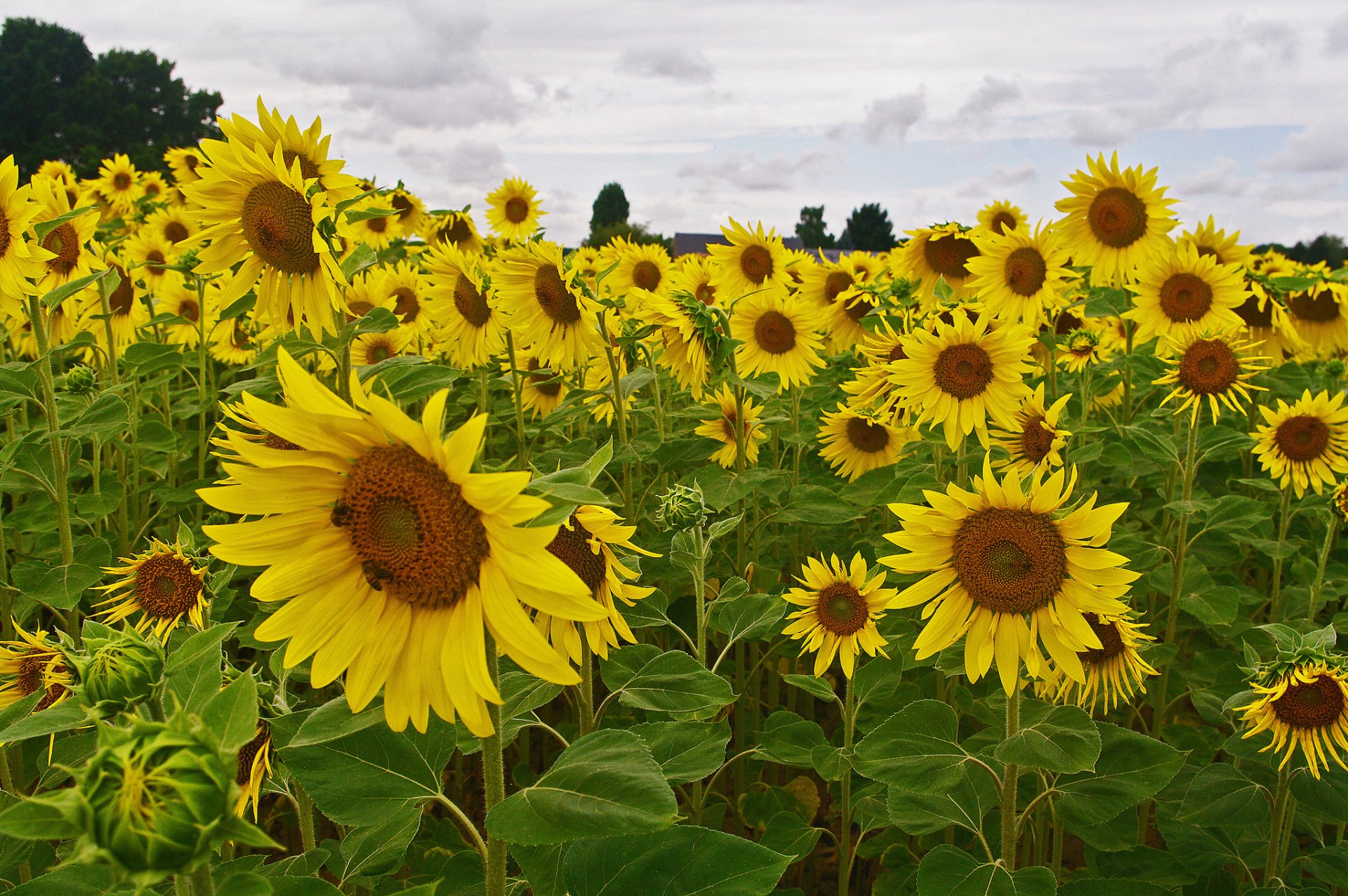 campo árboles girasol cielo flores pétalos