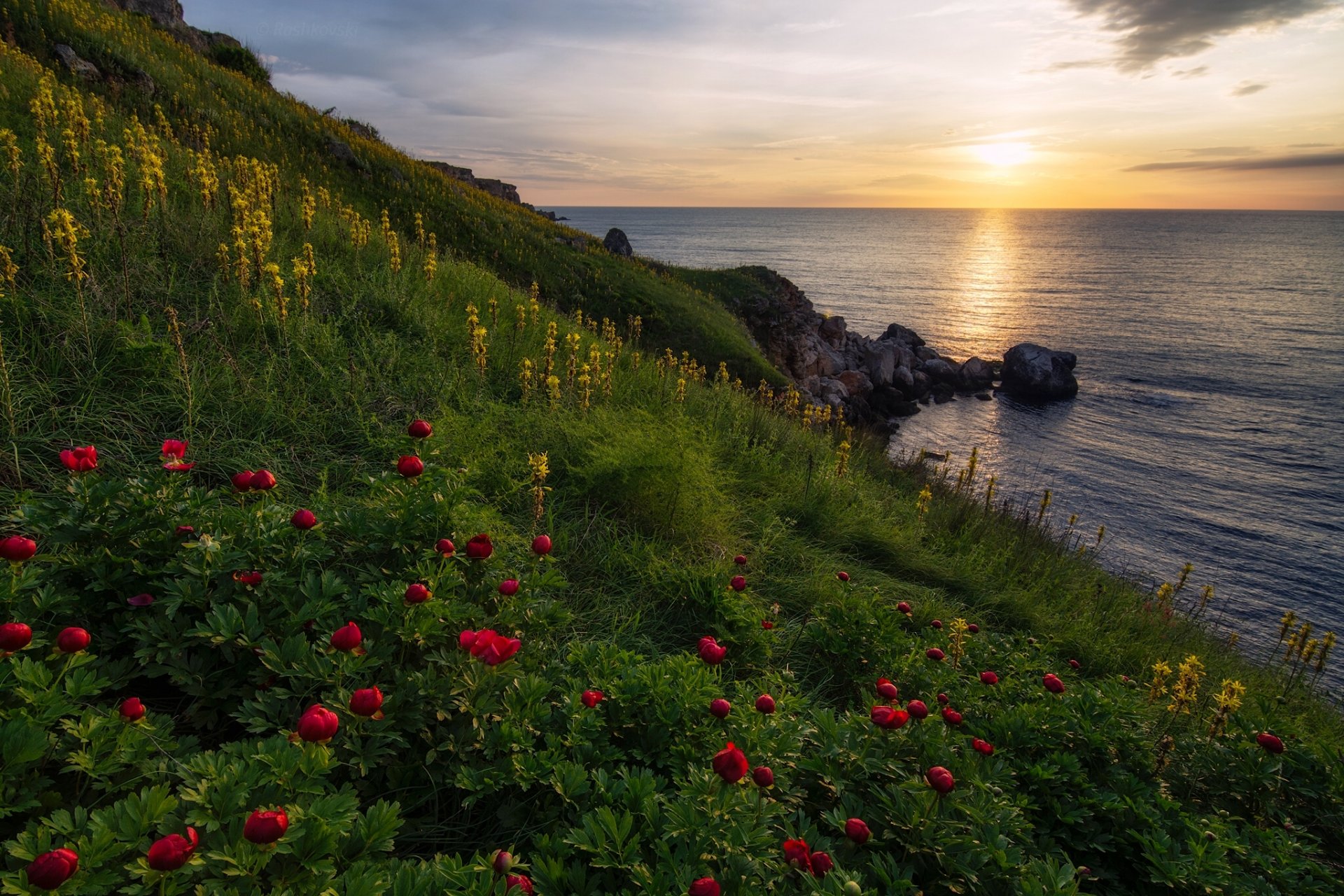 jajlata reserve schwarzes meer bulgarien jajlata sonnenaufgang sonnenaufgang meer küste pfingstrosen blumen