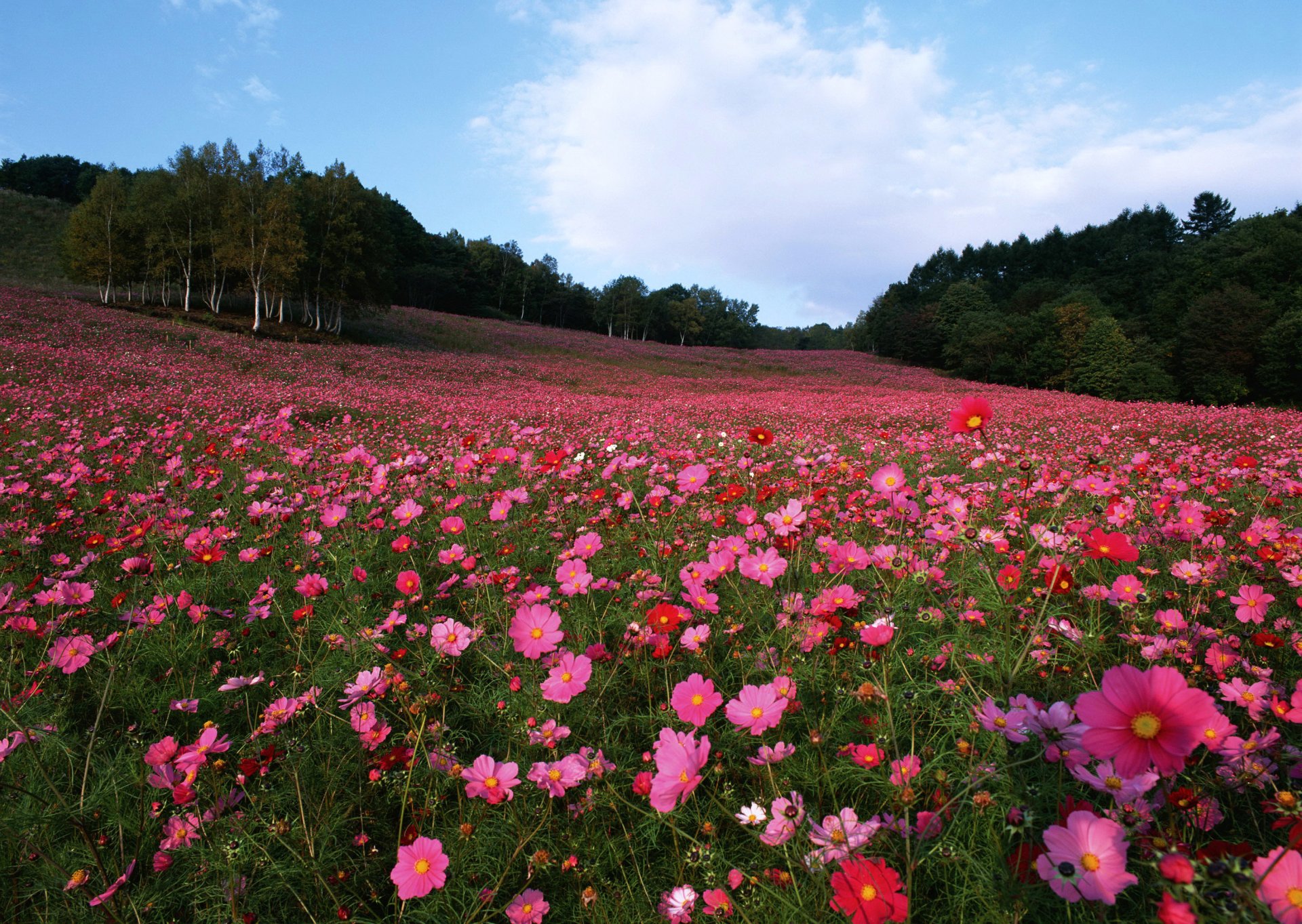 feld blumen raum bäume