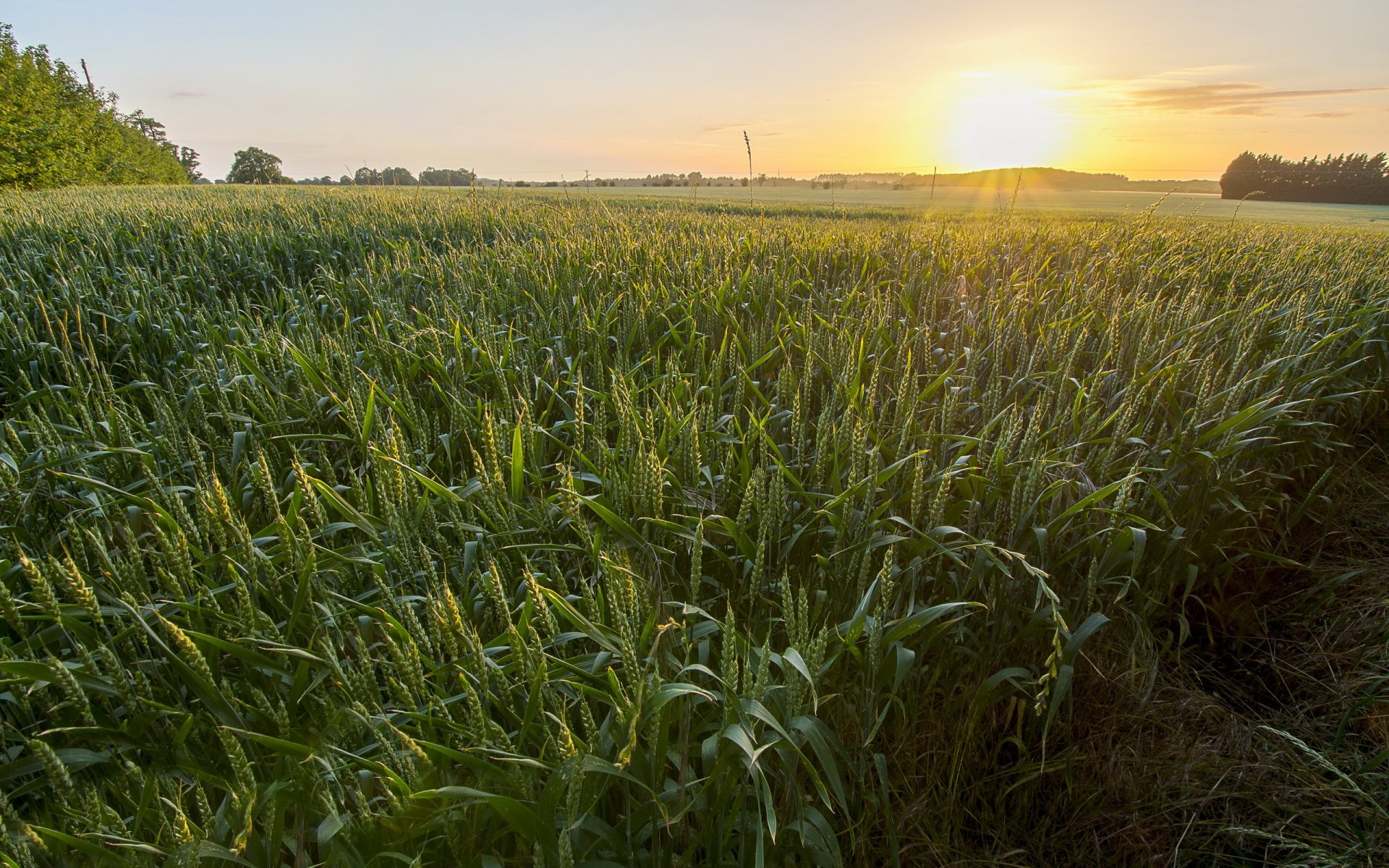 feld ohren landschaft