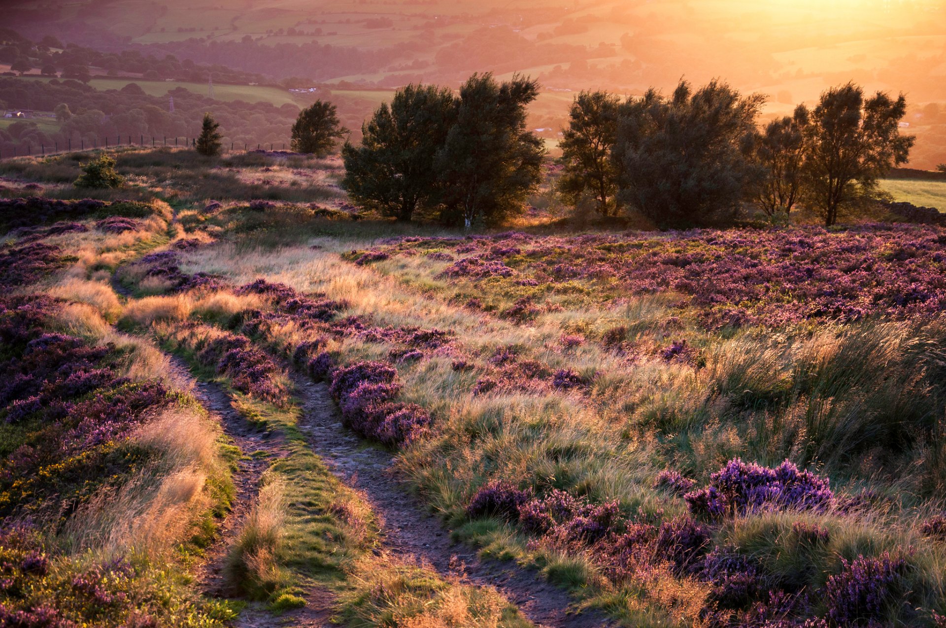 tramonto colline strada fiori alberi