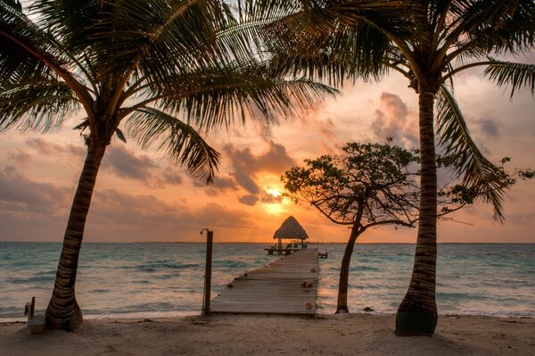Il sole tramonta sulla spiaggia. Intorno alla palma