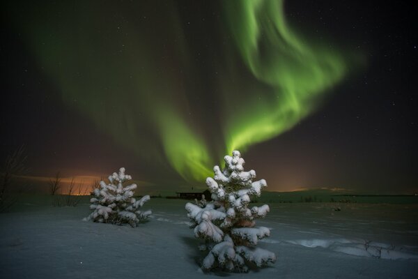Northern lights and Christmas trees in the snow at night