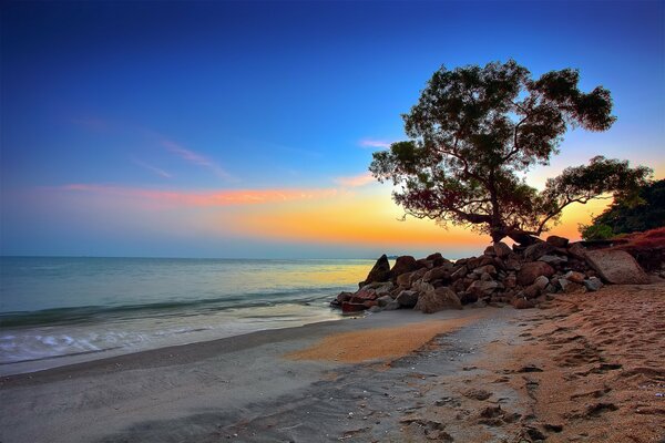 Árbol en la orilla del mar puesta de sol