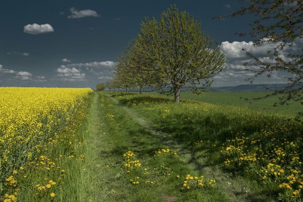 La strada del campo. Campo di colza