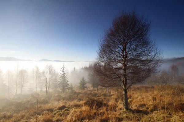 Poranna mgła, krajobraz, drzewo