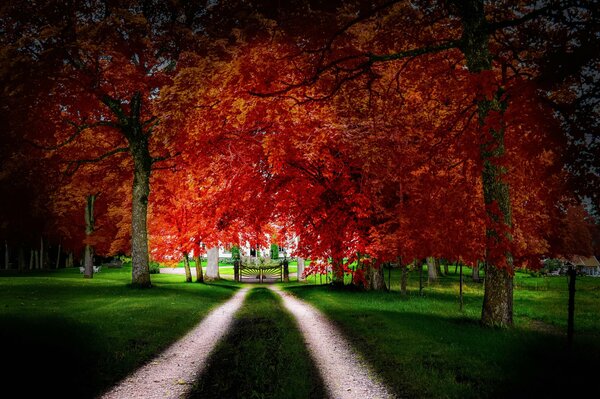 Promenade dans le parc parmi les arbres