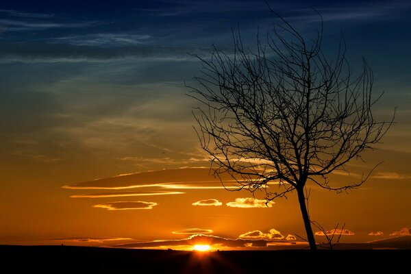 Il sole tramonta nella savana sullo sfondo di un albero solitario