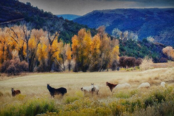 Chevaux dans les prairies d automne de montagne