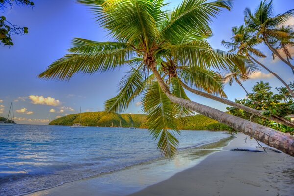 The coast of the sea with palm trees and sand