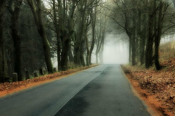Асфальтированная лесная дорога туман деревья