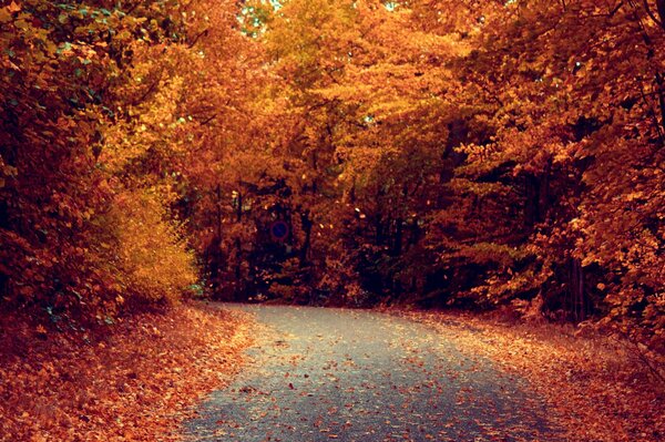 A lo largo del camino hay árboles. Es hora de otoño. Caen las hojas