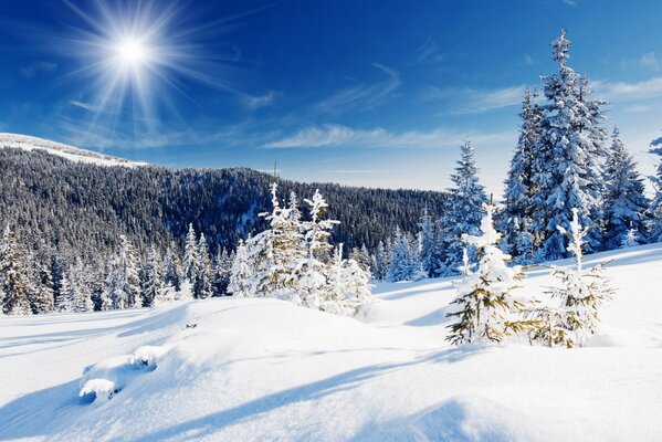 Zimowy krajobraz, jasne słońce, śnieżnobiałe światło