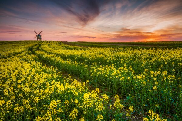 Rapeseed field, sunset and mill