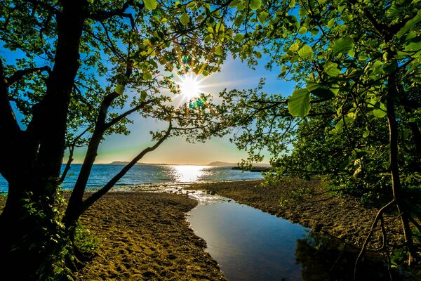 Le soleil brille sur la mer à travers la forêt