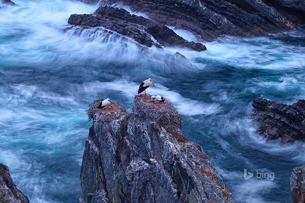 White mountaineers on a rock in the middle of the sea