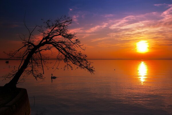 Albero solitario nel tramonto del mare rosso