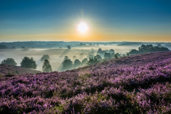 Morgen im Nationalpark der Niederlande