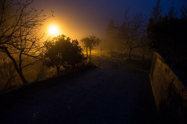 Luz de la noche en el camino con árboles